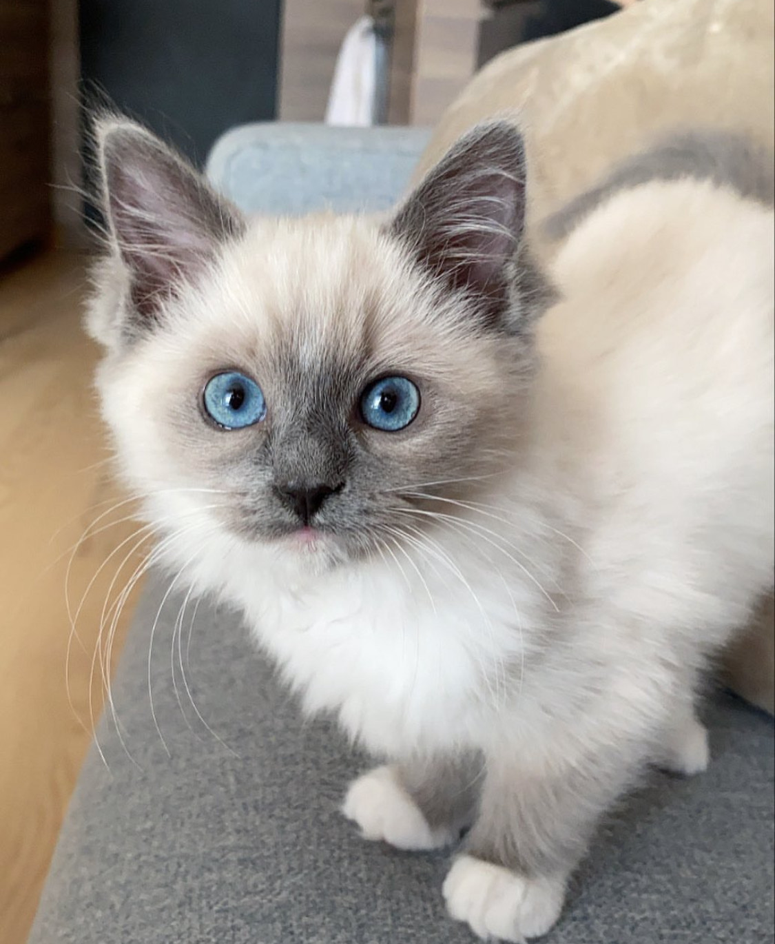 Zephyr the Siamese kitten